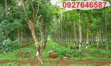 ⭐Cần bán lô đất mặt tiền đẹp đang trồng cao su 10 năm tuổi KCN Becamex Chơn Thành, Bình Phước; 0927646587