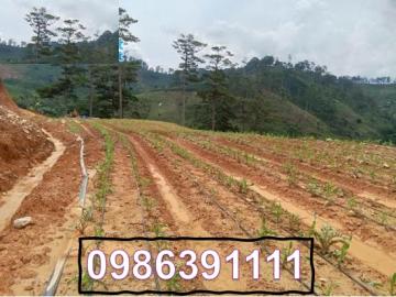 ⭐️Bán đất tại Đạ Sar, Lạc Dương, Lâm Đồng, 300 triệu/sào1000m đẹp, nhiều tiện ích; 0986391111